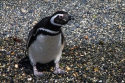 Pingüino magallánico