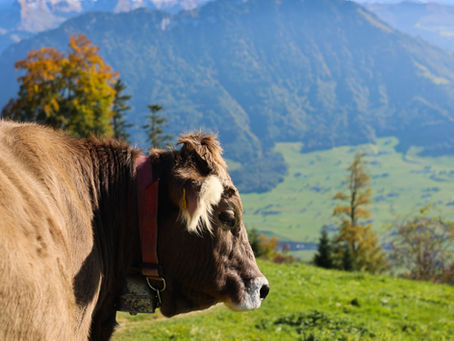 Traveling with Abdelaziz Alsafady