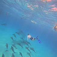 snorkeling with dolphins
