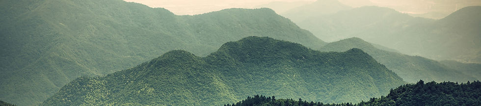 forêt paysage