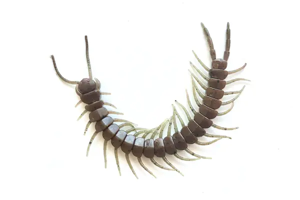 Tackle Max Centipede 5.8"  (8 Pack)