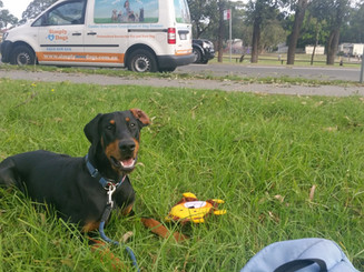 Having fun with interactive games a dog enjoys is one way to help desensitise a dog to their environment of background noises and visually seeing traffic, people passing by, children playing in a field near by etc