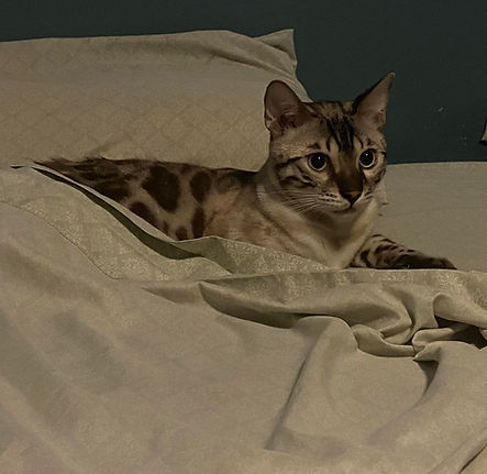Dexter 1.jpeg