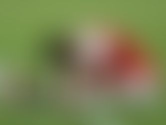 Sob vaias, Inter decepciona e fica no empate com o Tomayapo pela Sul-Americana.