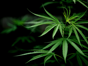 CCJ do Senado deve votar PEC das Drogas nesta quarta-feira; entenda a discussão.