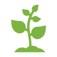 Healthy plant in compost