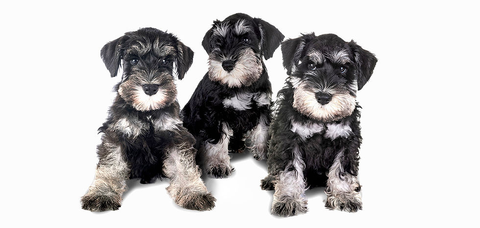 Schnauzer nano cucciolo, educazione