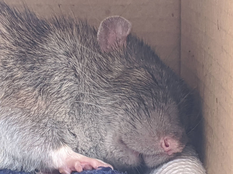Odgen takes a nap