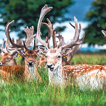Phoenix park 3_edited.jpg