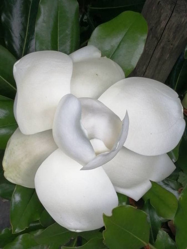 Magnolia 'Little Gem' | Timber Shack