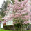 Thumbnail: Dogwood Stellar Pink