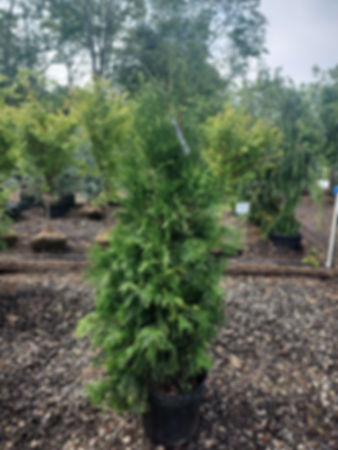 American Pillar Full Speed