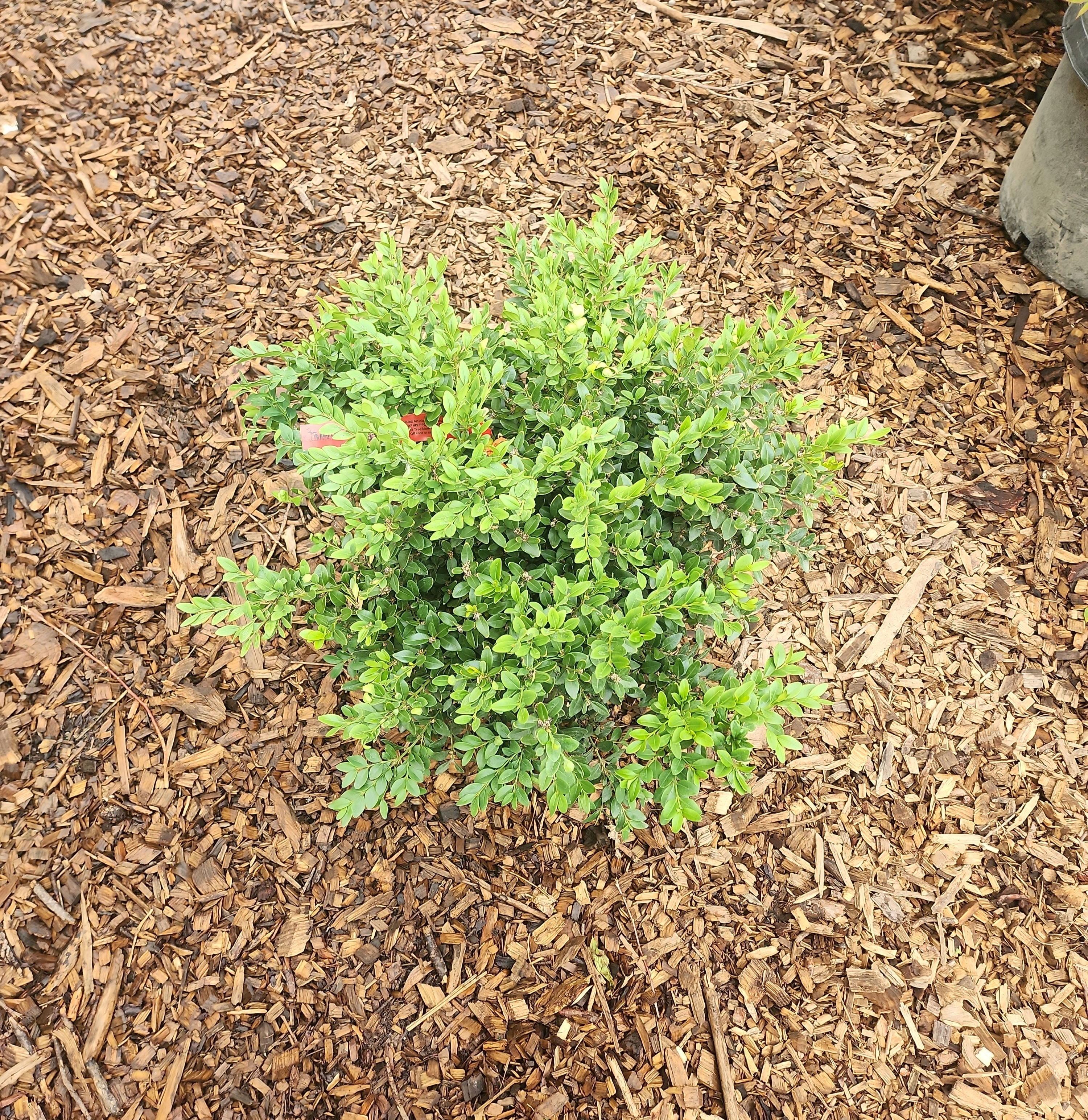 Green Gem Boxwood