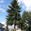 Thumbnail: Douglas Fir