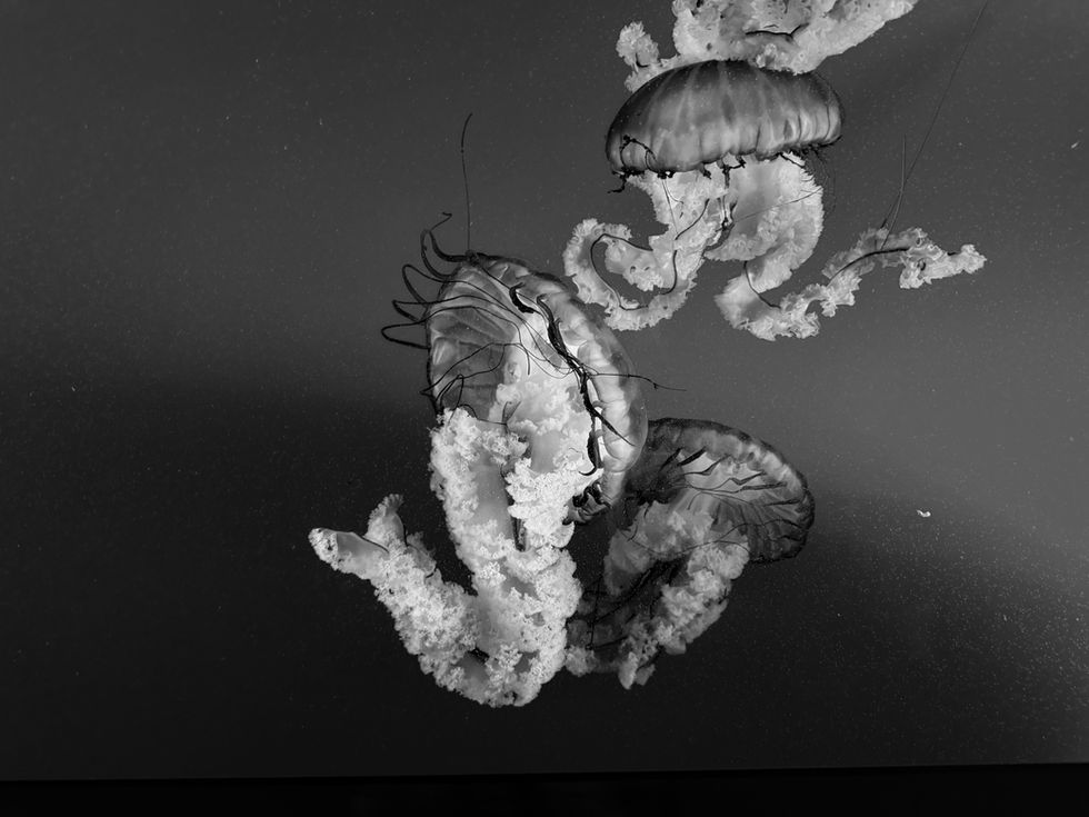jellyfish