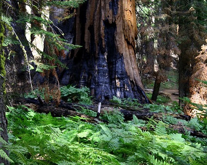 California wildfires burn ancient redwoods in 'state disaster'