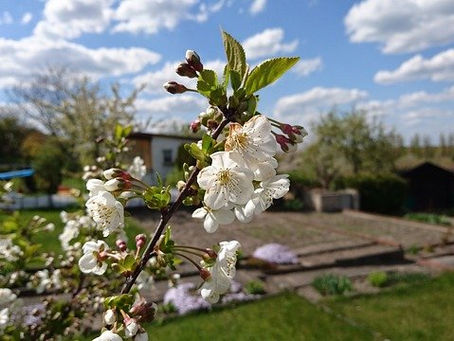 Advantages of green space allotments