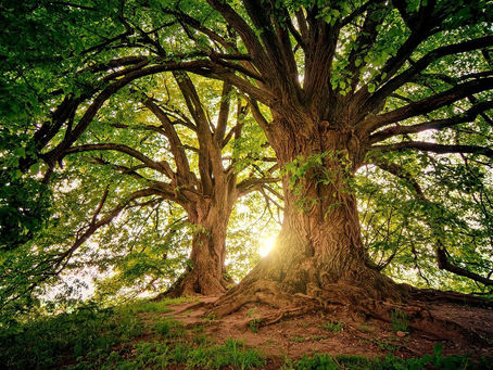 Forest medicine: Tree therapy heals us for free