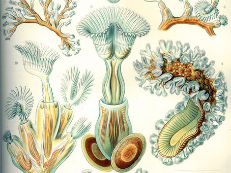 Bryozoan fossils alter evolutionary history of animals