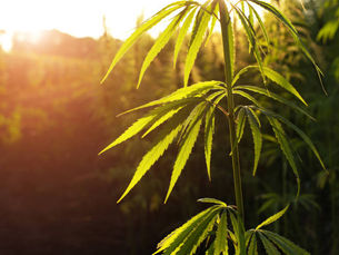 THCa Hemp Plant with sunset in the background