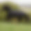 Miniatyrbild: Bucas Irish turnout 0g black/gold