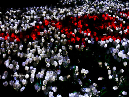 Penang garden of lights