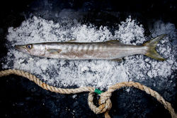 BARRACUDA