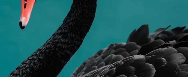 Black swan and turquoise.png
