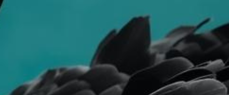 Black swan and turquoise.png