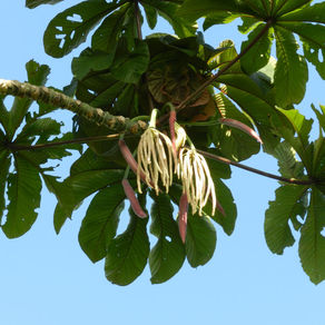 ¿Los pueblos indígenas tienen conocimiento certero sobre la cecropia obtusifolia?