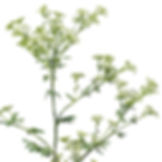 Poison Hemlock (Conium maculatum)