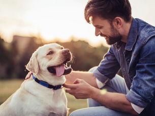 How Dogs Can Help During the Divorce Process