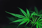 Mother-Earth-Concepts-Authorized-Dispensaries-Background_edited.jpg