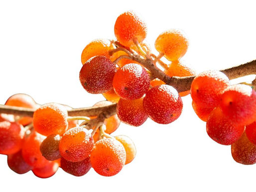 The 57 Astounding Edible Plants You Can Forage in Michigan in 2025