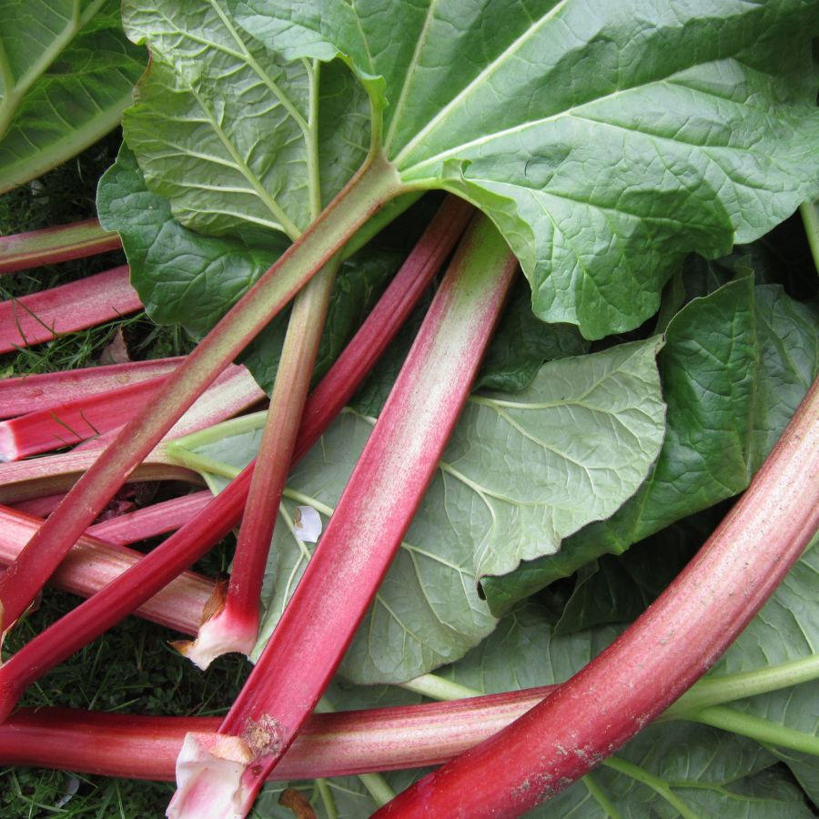 Rhubarb Stems