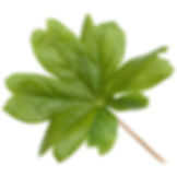 Mayapple (Podophyllum peltatum)
