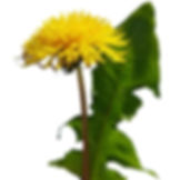 Dandelion (Taraxacum officinale)