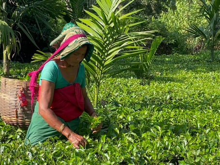 From Homemaker to Entrepreneur: The Journey of a Rural Woman Tea Producers