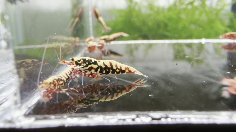 Thumbnail: x15 Red Stardust - KW Shrimps (BOX SALE)
