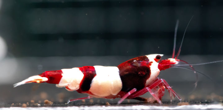 Wine-red-caridina.jpg