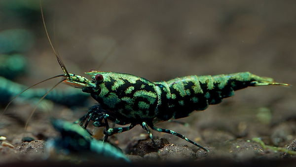 aquaruim-shrimp-caridina.png