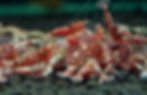Group of Red Zebra Stardust shrimp with vibrant red patterns in a planted aquarium