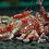 Thumbnail: Group of Red Zebra Stardust shrimp with vibrant red patterns in a planted aquarium