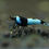 Thumbnail: Shadow Panda Caridina Shrimp