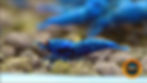 Caridina Shrimp Deep Blue Bolt