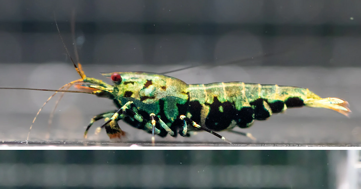 Boa-caridina-shrimp-1.png
