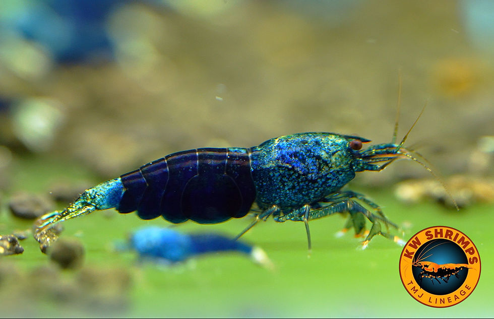 Thumbnail: Beautiful ocean blue Caridina shrimp
