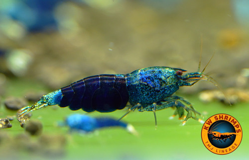 Sans Vertigo - Blue Dream Shrimp On Pre-boiled Cinnamon Sticks