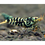 Thumbnail: Galaxy Tiger Shrimp - Hornet genetic (KW Shrimps line)