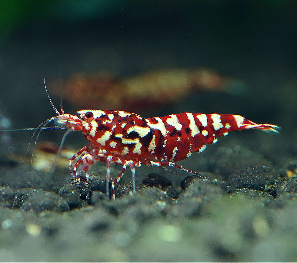 Thumbnail: Red Zebra Stardust Caridina shrimp